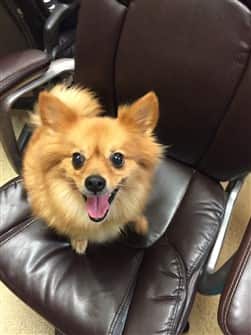 happy-pomeranian